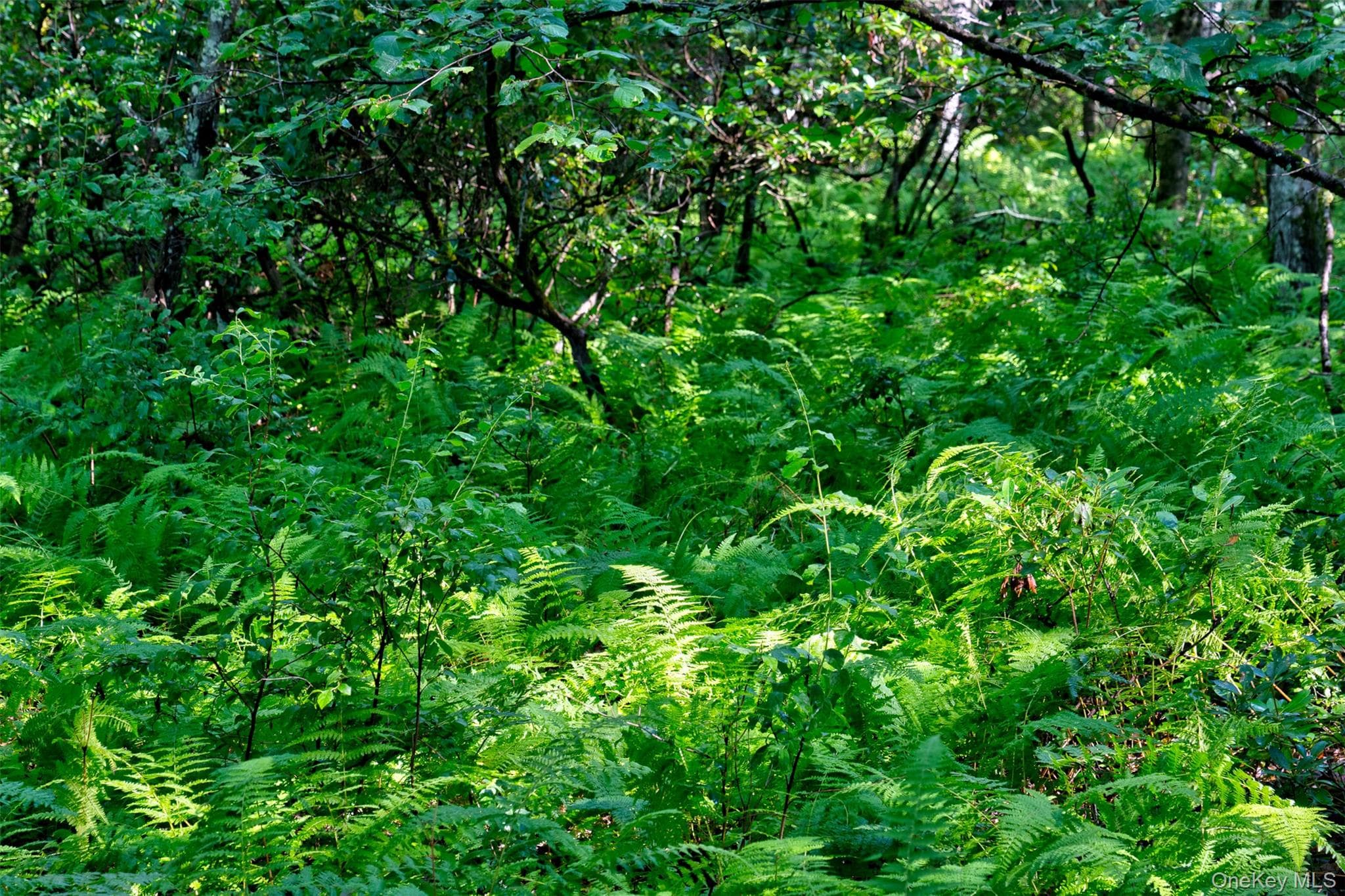 Lot 23 Perry Pond Road thumbnail 9