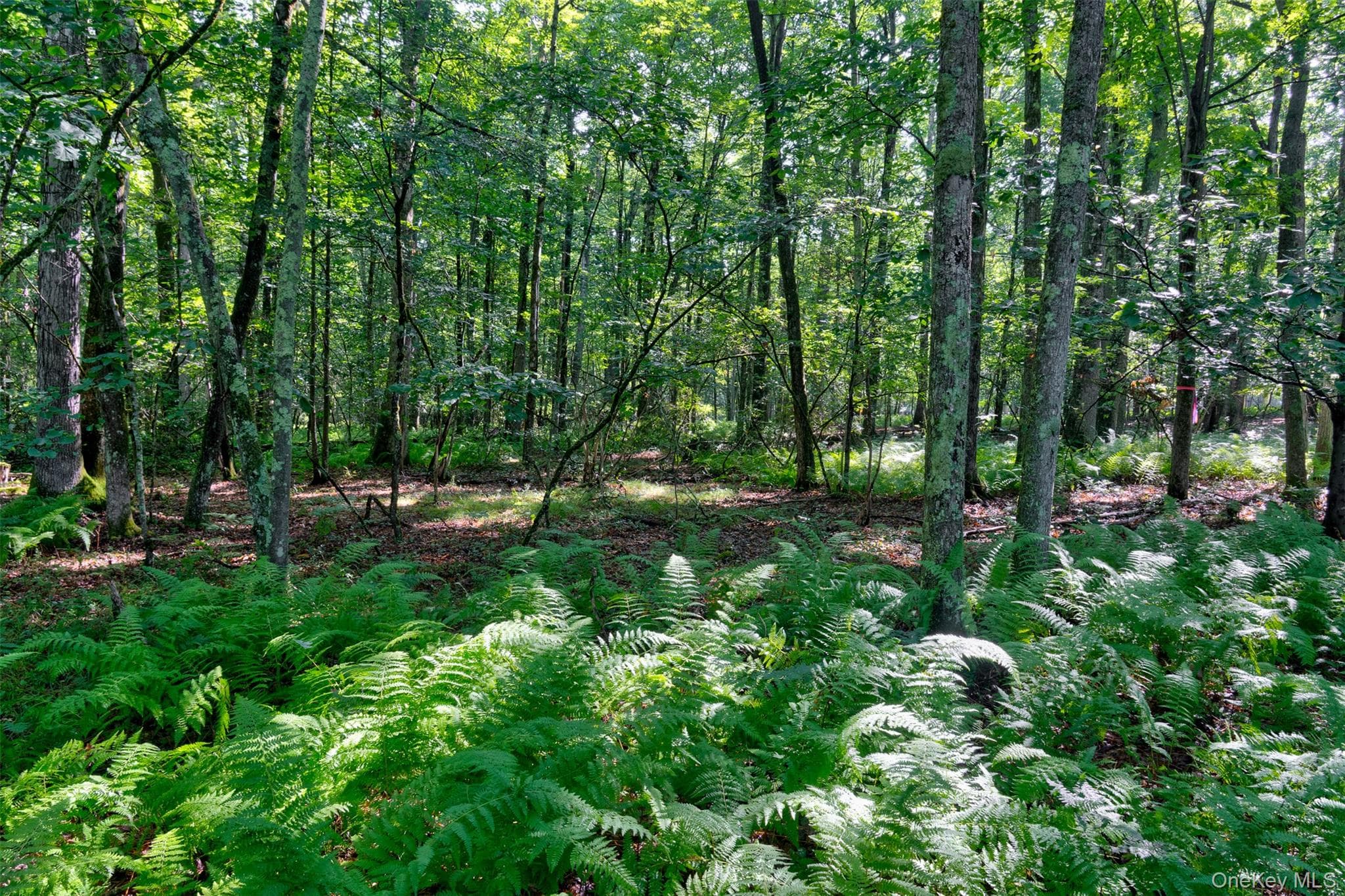 Lot 23 Perry Pond Road thumbnail 10