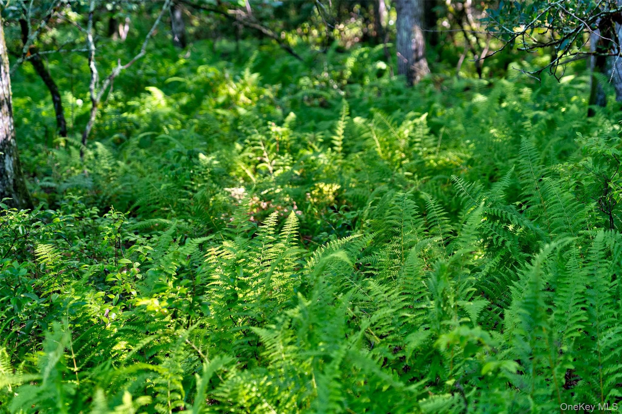 Lot 23 Perry Pond Road thumbnail 6