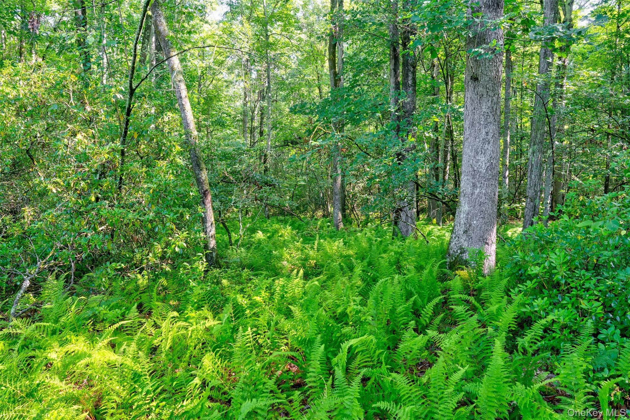 Lot 23 Perry Pond Road thumbnail 7