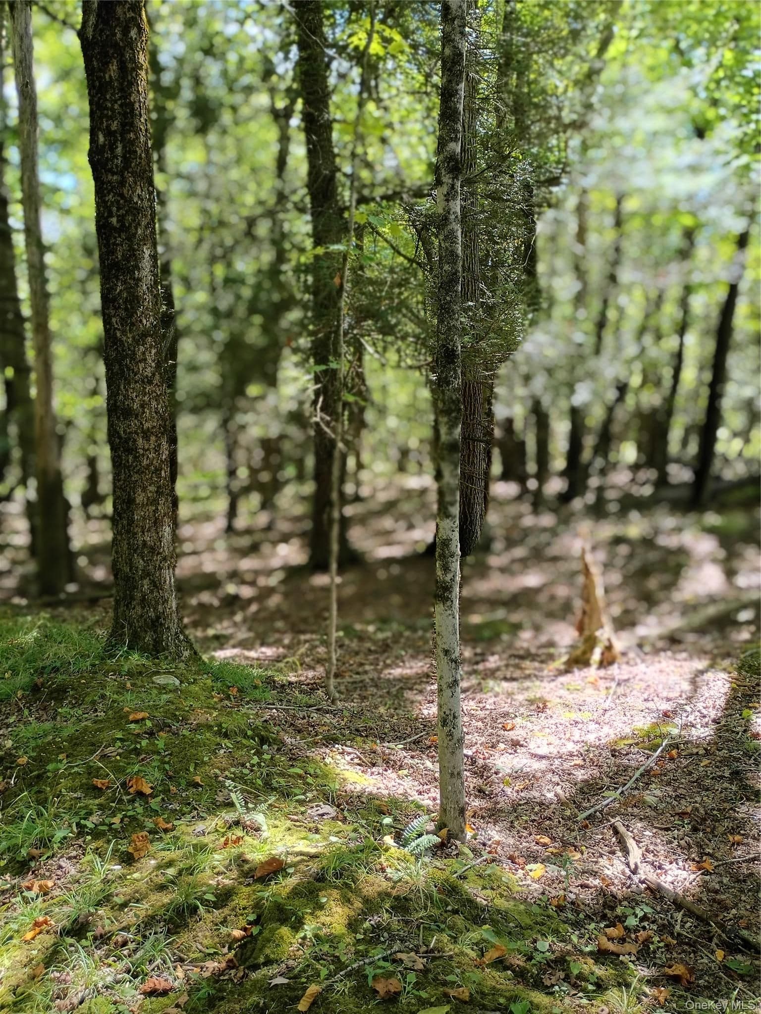 Old Loomis Road thumbnail 13