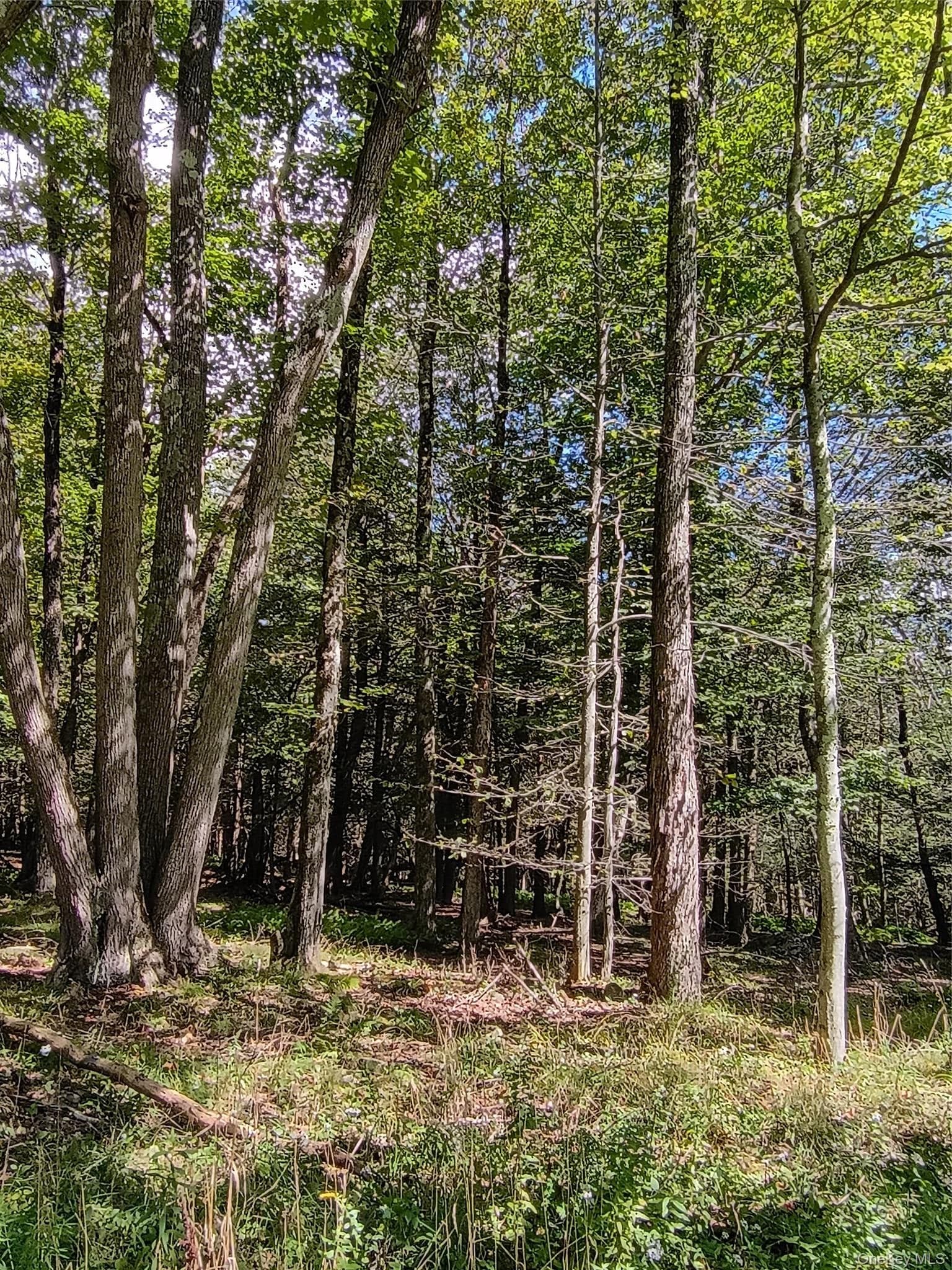 Old Loomis Road thumbnail 14