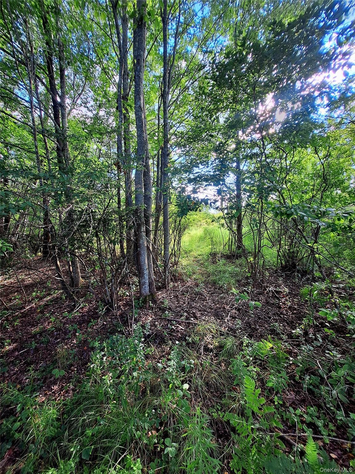 Burnt Ridge Road thumbnail 7