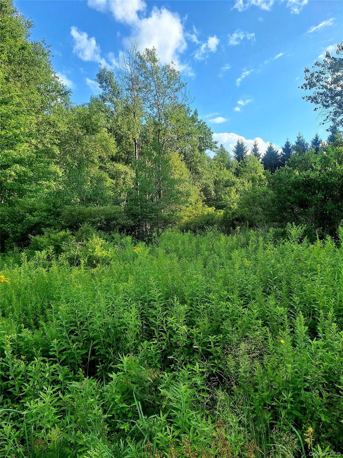 Burnt Ridge Road thumbnail 37