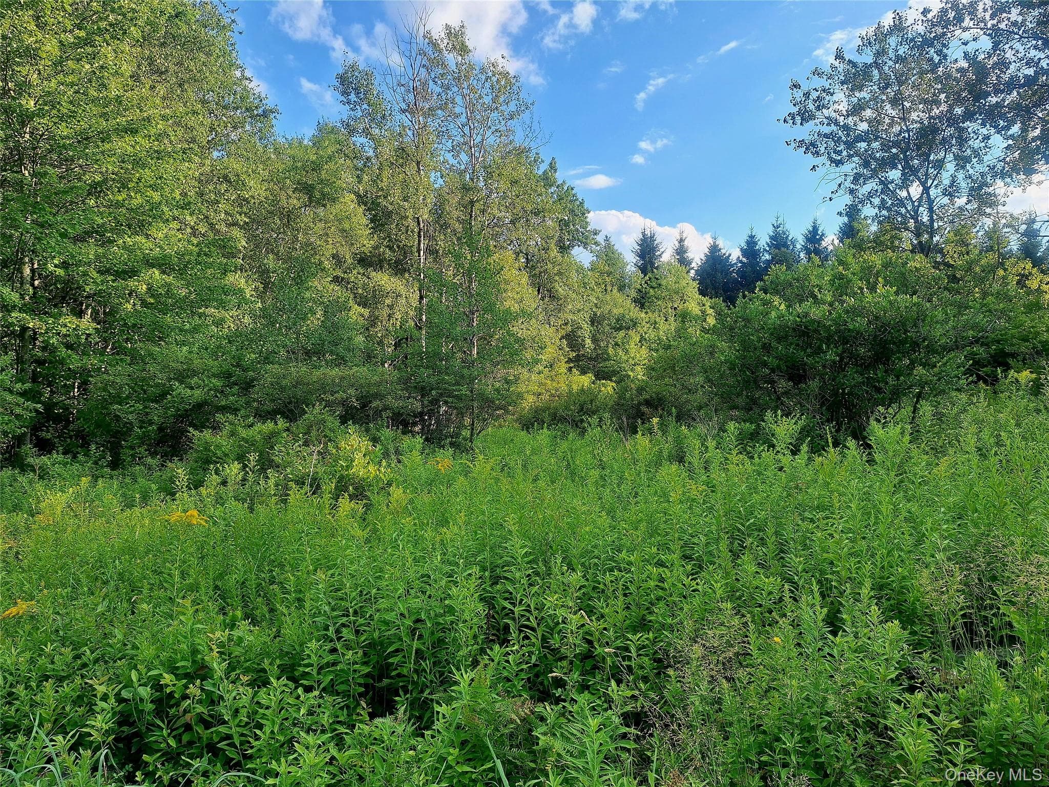 Burnt Ridge Road thumbnail 5