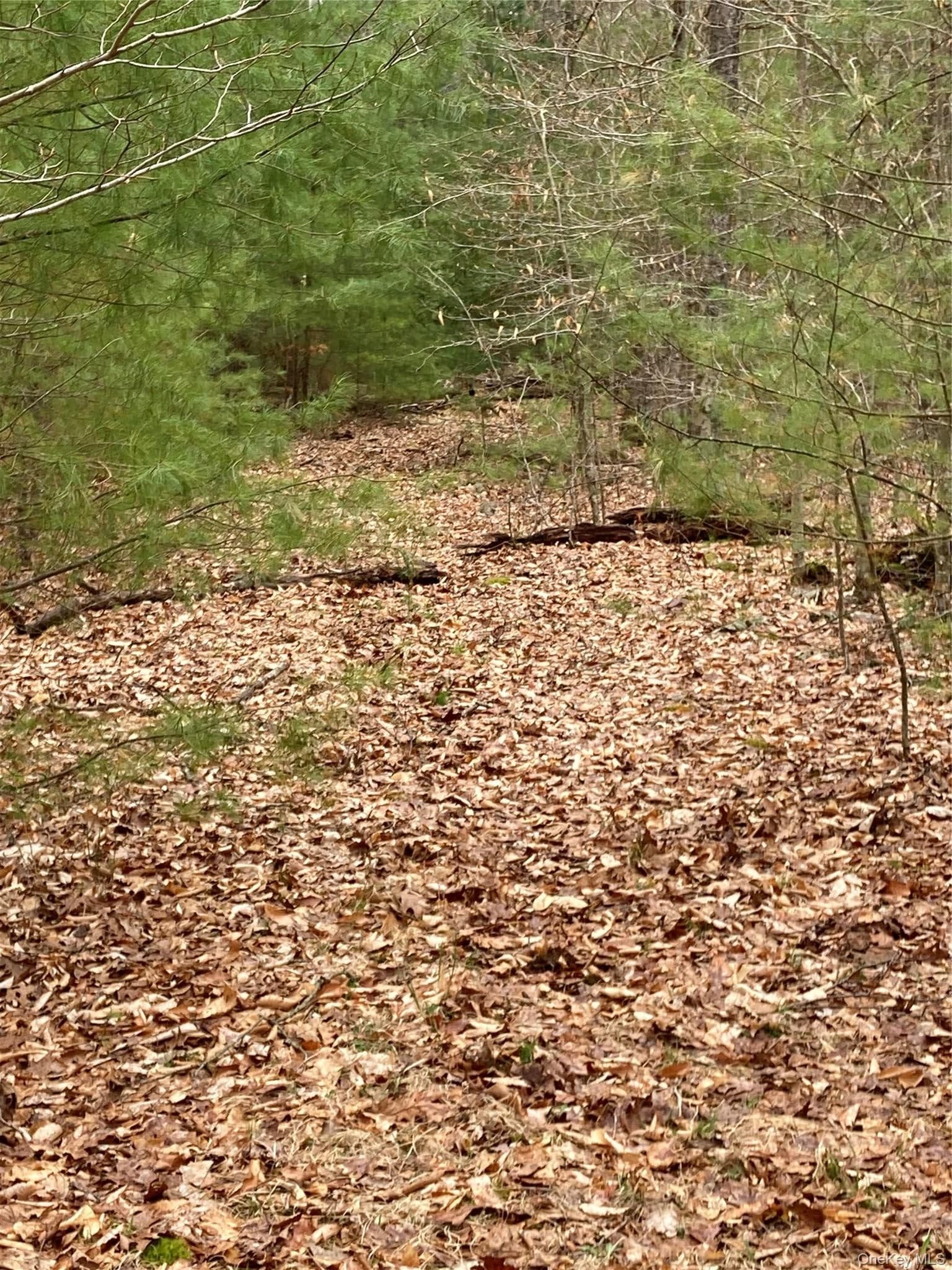 Plank Road Forestburg New York thumbnail 14