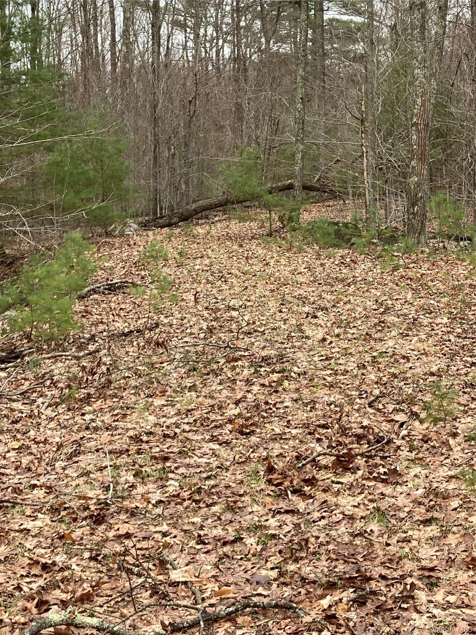 Plank Road Forestburg New York thumbnail 13