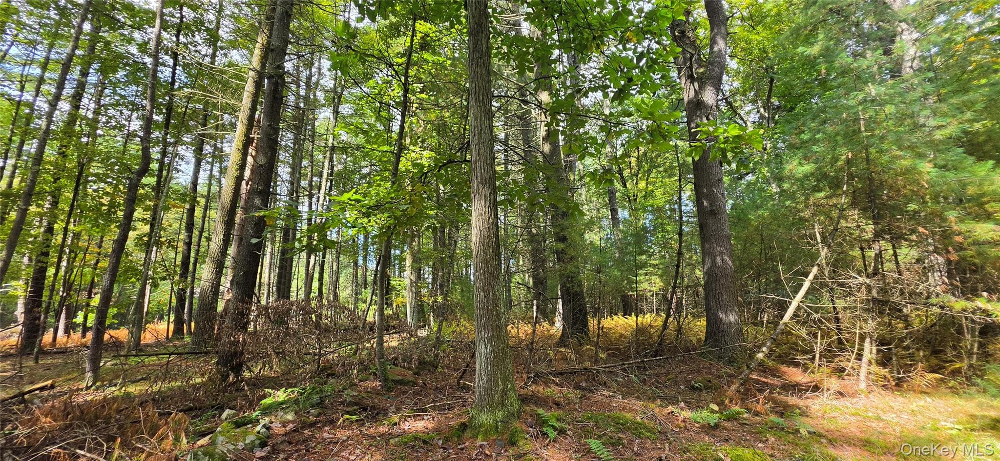 Lot 6.17 State Rt 97 thumbnail 11