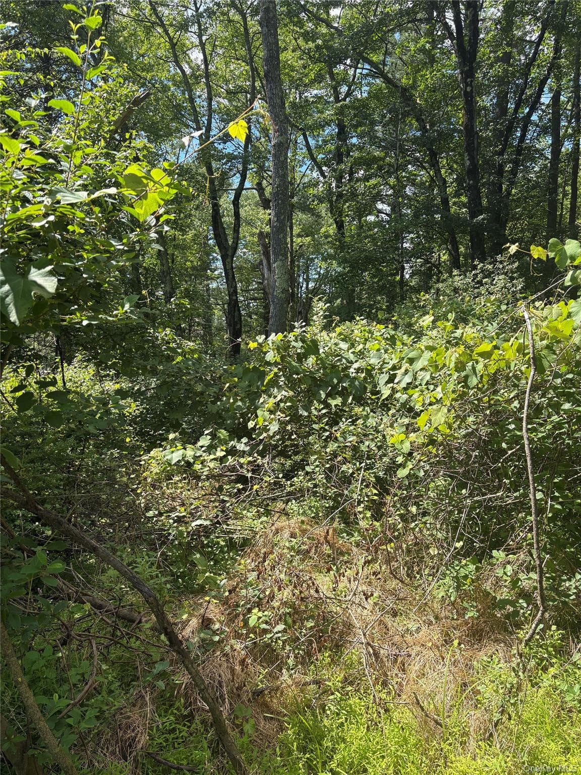 Belair Road thumbnail 14