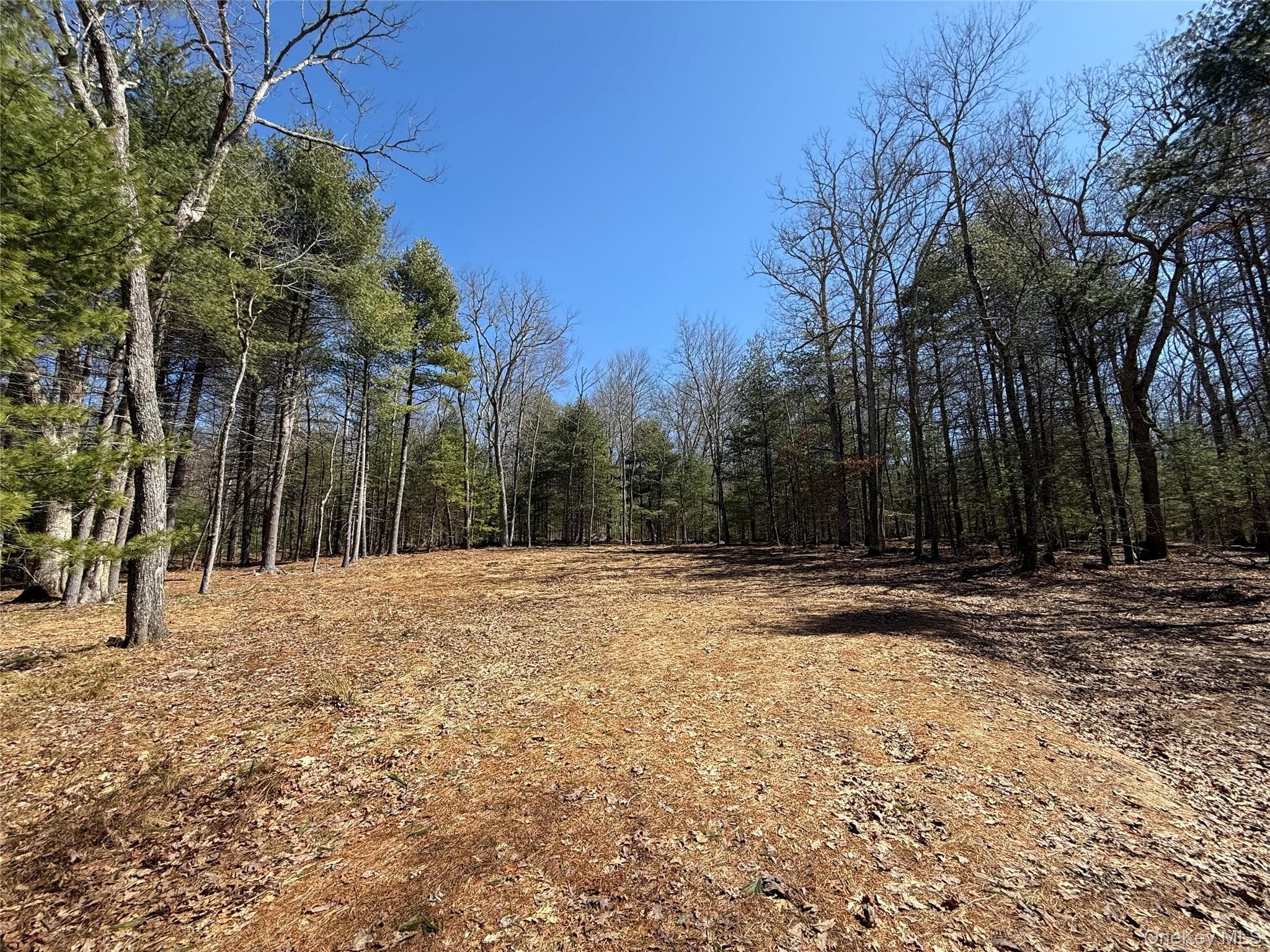 Upper Lumber Road thumbnail 5