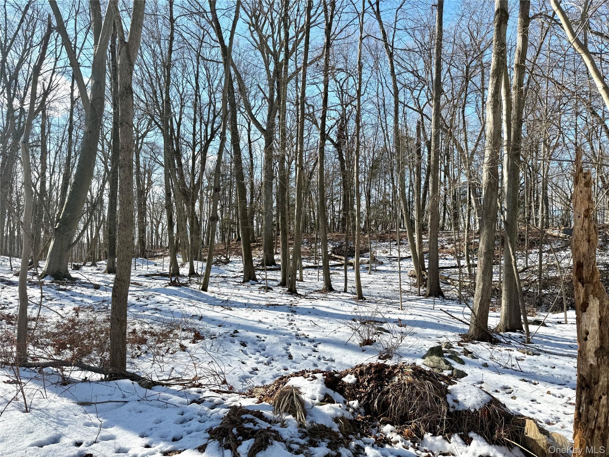 8 Maple Ridge Trail thumbnail 2