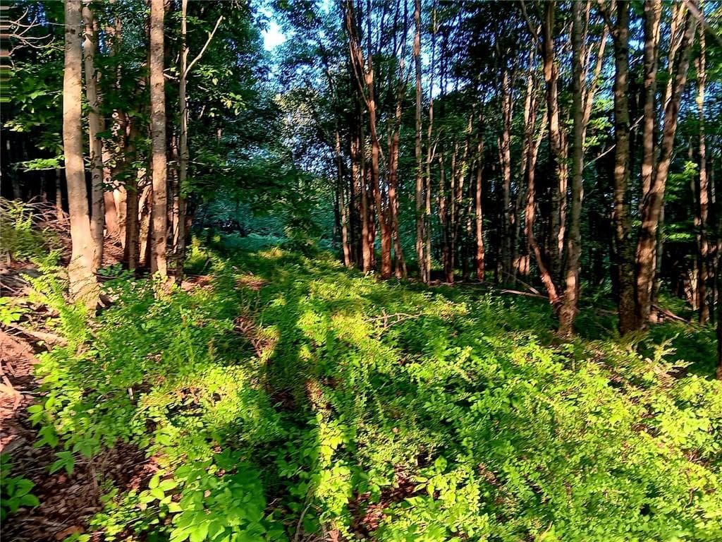 295 Pleasant Valley Road thumbnail 15