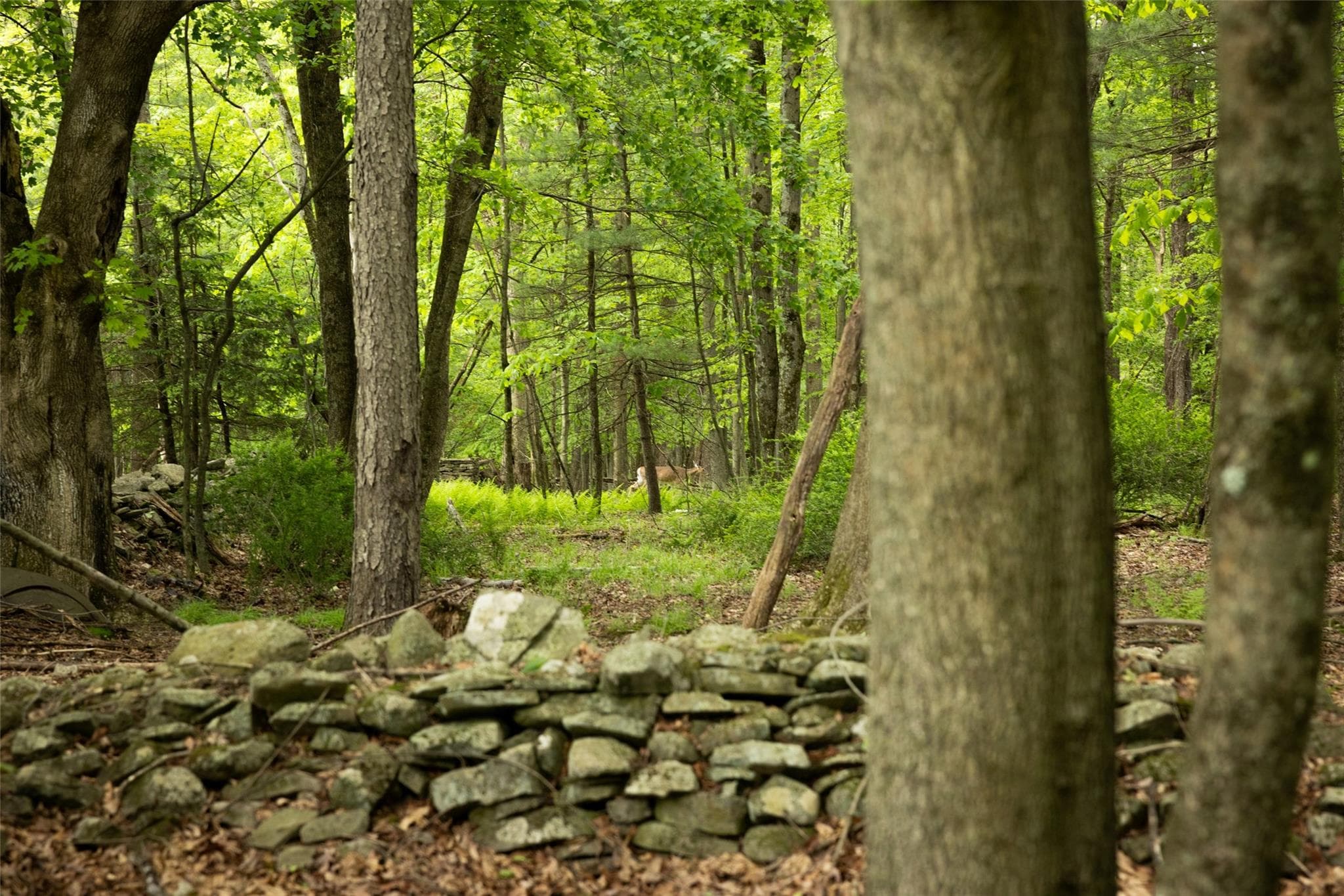 763 County Road 114 thumbnail 16