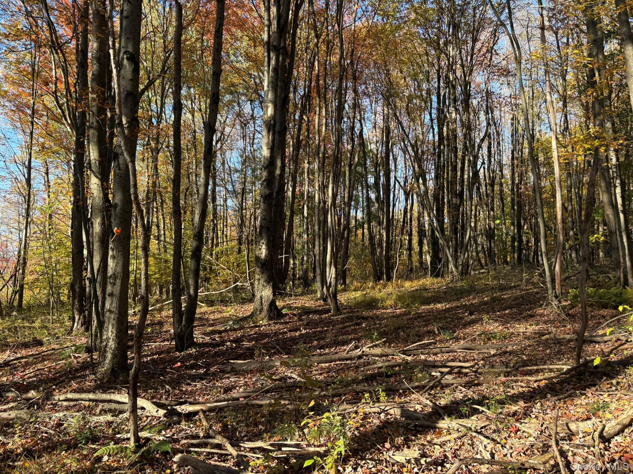 Row Off Chaffee Road thumbnail 14