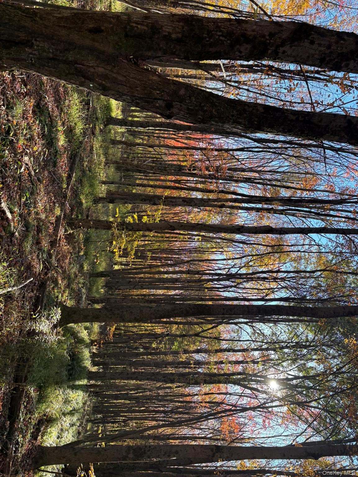 Row Off Chaffee Road thumbnail 6