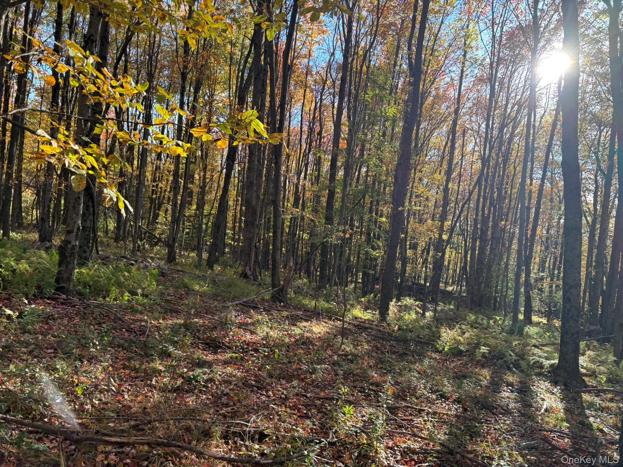 Row Off Chaffee Road thumbnail 12